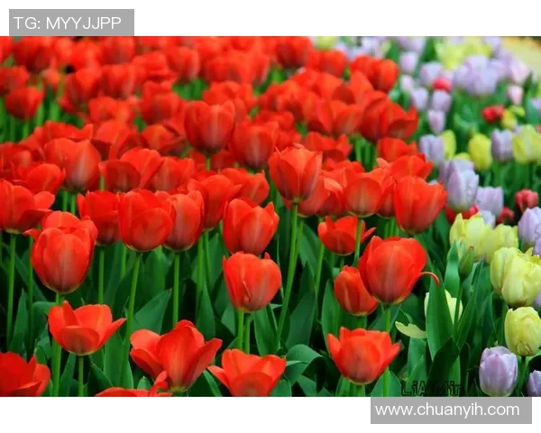 萨利巴社交媒体分享防守里沙利松照片坚定宣言北伦敦依旧红色